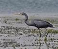 Egretta_gularis_ph2352