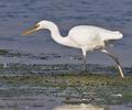 Egretta_gularis_ph4004