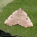 Eilicrinia_trinotata_ae5160