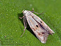 Elachista_maculicerusella_jk6126s