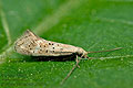 Elachista_pollinariella_jh1607s