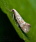 Elachista_pollinariella_jh1663s