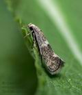 Elachista_squamosella_cs6721s