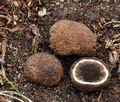 Elaphomyces_aculeatus_bp0460