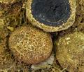 Elaphomyces_decipiens_bk7894