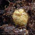 Elaphomyces_granulatus_am0284