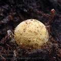 Elaphomyces_granulatus_am0289