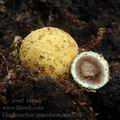 Elaphomyces_granulatus_am0292