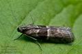 Elegia_fallax_ch9353s