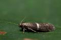 Elegia_similella_cv0437s