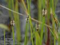 Eleocharis_mamillata_a328