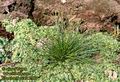 Eleocharis_ovata_2980