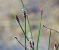 Eleocharis_uniglumis_br6609