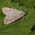 Elophila_nymphaeata_a4371