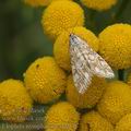 Elophila_nymphaeata_af7971