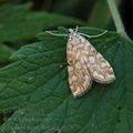 Elophila_nymphaeata_ah9876