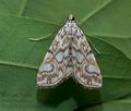 Elophila_nymphaeata_ct9521s