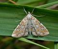 Elophila_nymphaeata_cx2975s