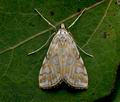 Elophila_nymphaeata_jf0289s