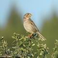 Emberiza_calandra_ae3890