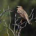 Emberiza_calandra_bg7211