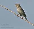 Emberiza_calandra_ct0203