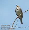 Emberiza_calandra_dc8195