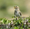 Emberiza_calandra_dc8469