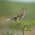 Emberiza_calandra_dc8608