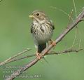 Emberiza_calandra_dc9005