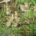 Emberiza_calandra_eb3689