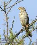 Emberiza_calandra_kb5744