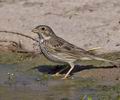 Emberiza_calandra_pi0907