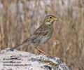 Emberiza_calandra_pi5127