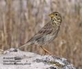 Emberiza_calandra_pi5143