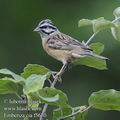 Emberiza_cia_f5670