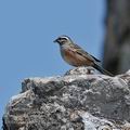 Emberiza_cia_fe8836