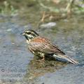 Emberiza_cirlus_ae7234