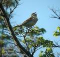 Emberiza_cirlus_dc9483