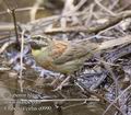 Emberiza_cirlus_e0990