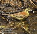 Emberiza_cirlus_e1101