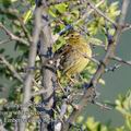 Emberiza_cirlus_f0284