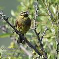 Emberiza_cirlus_f0346