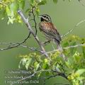 Emberiza_cirlus_f1434