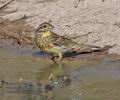 Emberiza_cirlus_pi0889