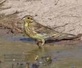 Emberiza_cirlus_pi0890