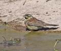 Emberiza_cirlus_pi0941