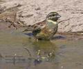 Emberiza_cirlus_pi0946