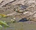 Emberiza_cirlus_pi0960