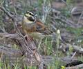 Emberiza_cirlus_pj0754